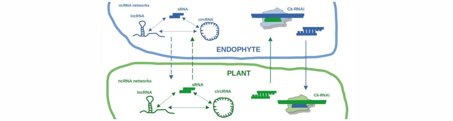 06_Figure_RNAi_Secic-Steinbrenner