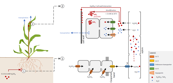 Schematische Darstellung Si-Aufnahme und -Deposition im Blatt