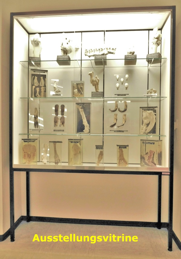Ausstellungvitrine