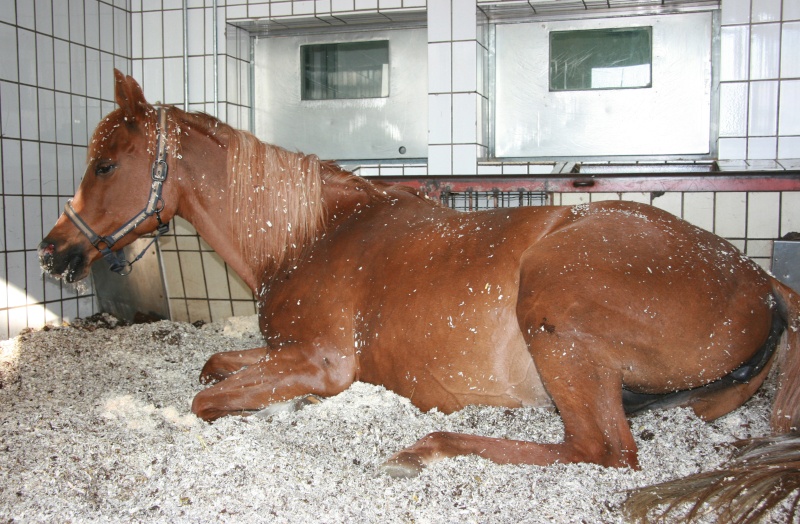 Pferd_Fey_07_2019