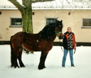 Pferd im Schnee