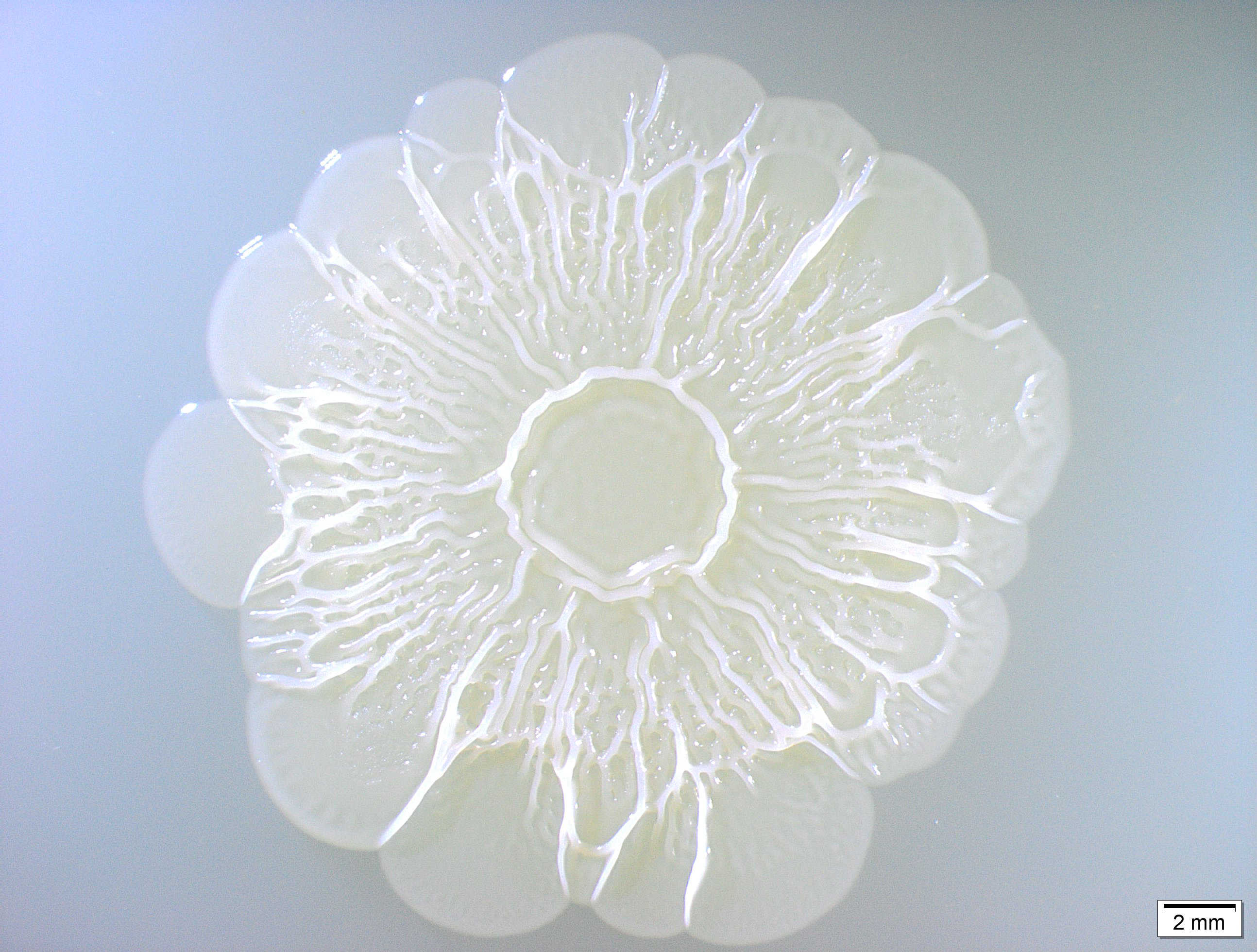 Escherichia coli