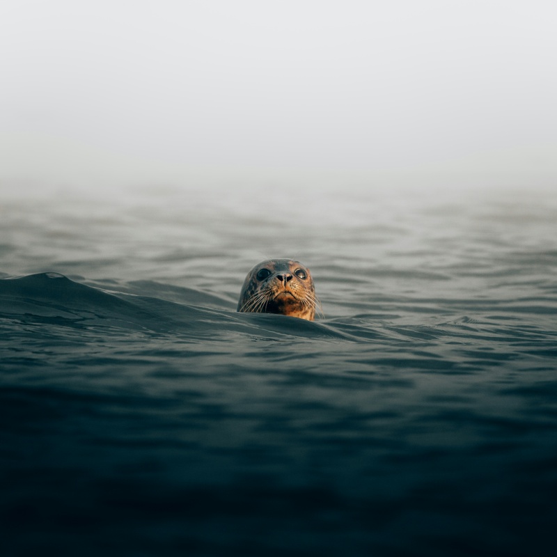philipp-pilz-orzc5mDgqP8-unsplash.jpg