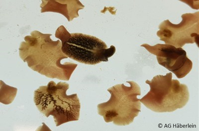 Fasciola.png