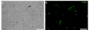 Fasciola_cells.png