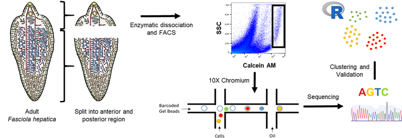 Workflow_sc_RNAseq