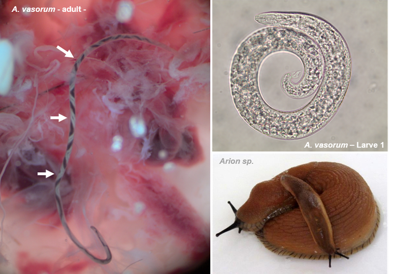 BildAGAngiostrongylus.png