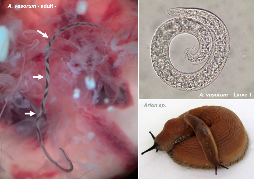 BildAGAngiostrongylus.png