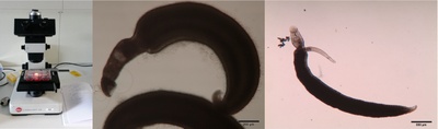 Arianes Inhibitoren 2.jpg