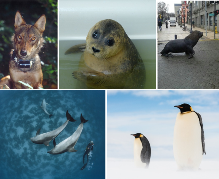BildAGWildtiere.png