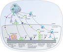 Effektorproteine von Toxoplasma