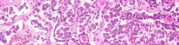 Histologisches Präparat Histologisches Präparat