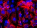 Stammzellen aus der humanen Amnionflüssigkeit