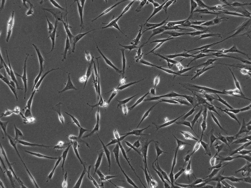 Mesenchymale Stammzellen vom Pferd in der Zellkultur in der Phasenkontrastmikroskopie