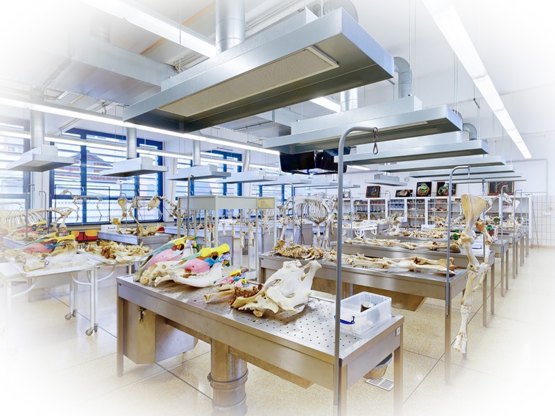 web-hessen-schafft-wissen-jlu-giessen-veterinaermedizin@steffen-boettcher-52be.jpg