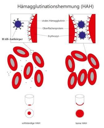 Diagnostik Untersuchungsverfahren HAH