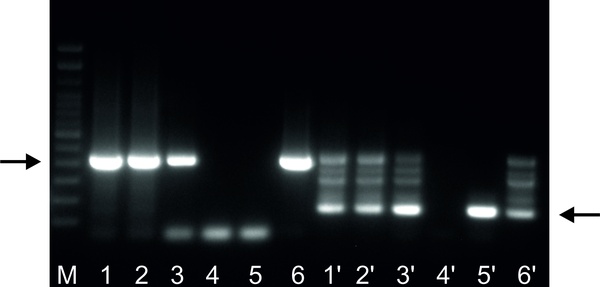 CDV PCR.jpg