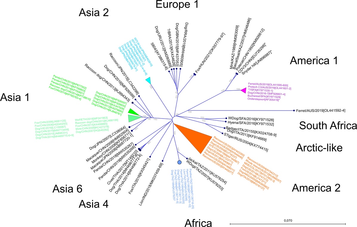 Phylogenie CDV