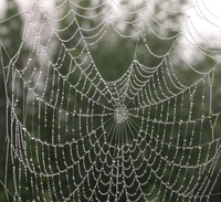 Foto Spinnennetz