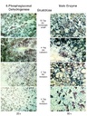 Apoptose1