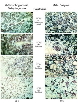 Apoptose1