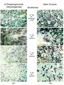 Apoptose1