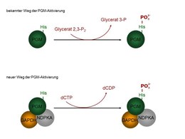 Aktivierung der Phosphoglyceromutase in Tumorzellen