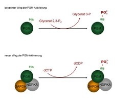PGM1