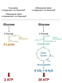 Glucosestoffwechsel in Tumorzellen