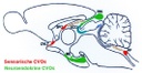 Circumventrikuläre Organe