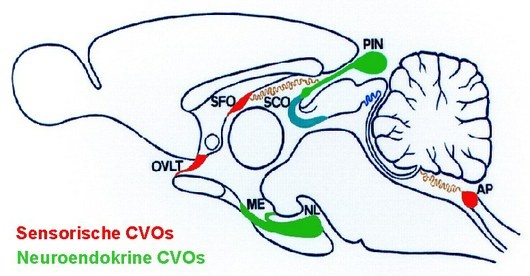 Circumventrikuläre Organe