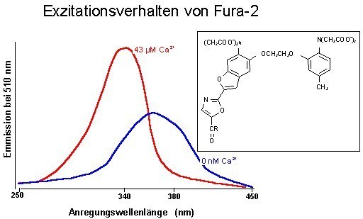 Fura-2 Fluoreszenzverhalten