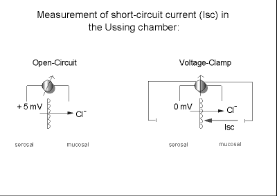 Voltage-Clamp an Epithelien