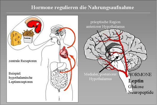 Nahrungsaufnahme