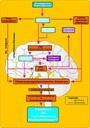 Neuroimmunologie