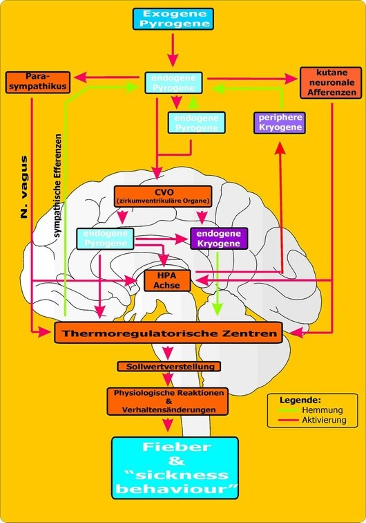 Neuroimmunologie