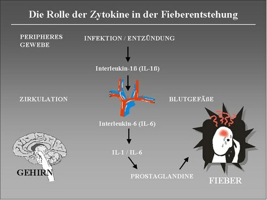 Zytokine-Fieber