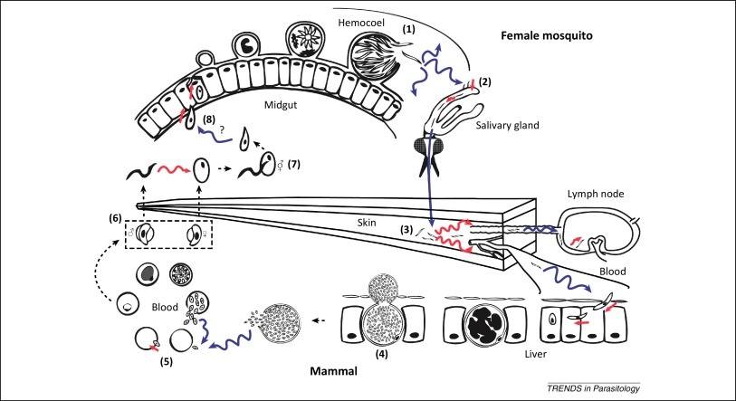 Plasmodium life cycle
