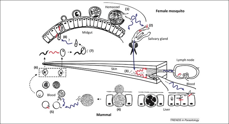 Figure1.jpg