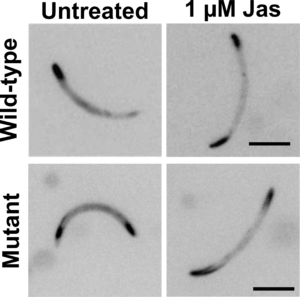 Figure3-300x297.png