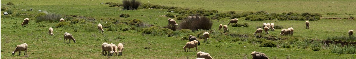 Schafherde auf Weidefläche