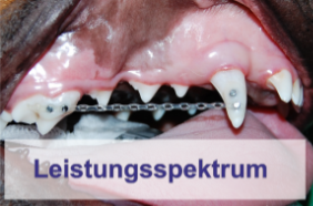 Leistungsspektrum