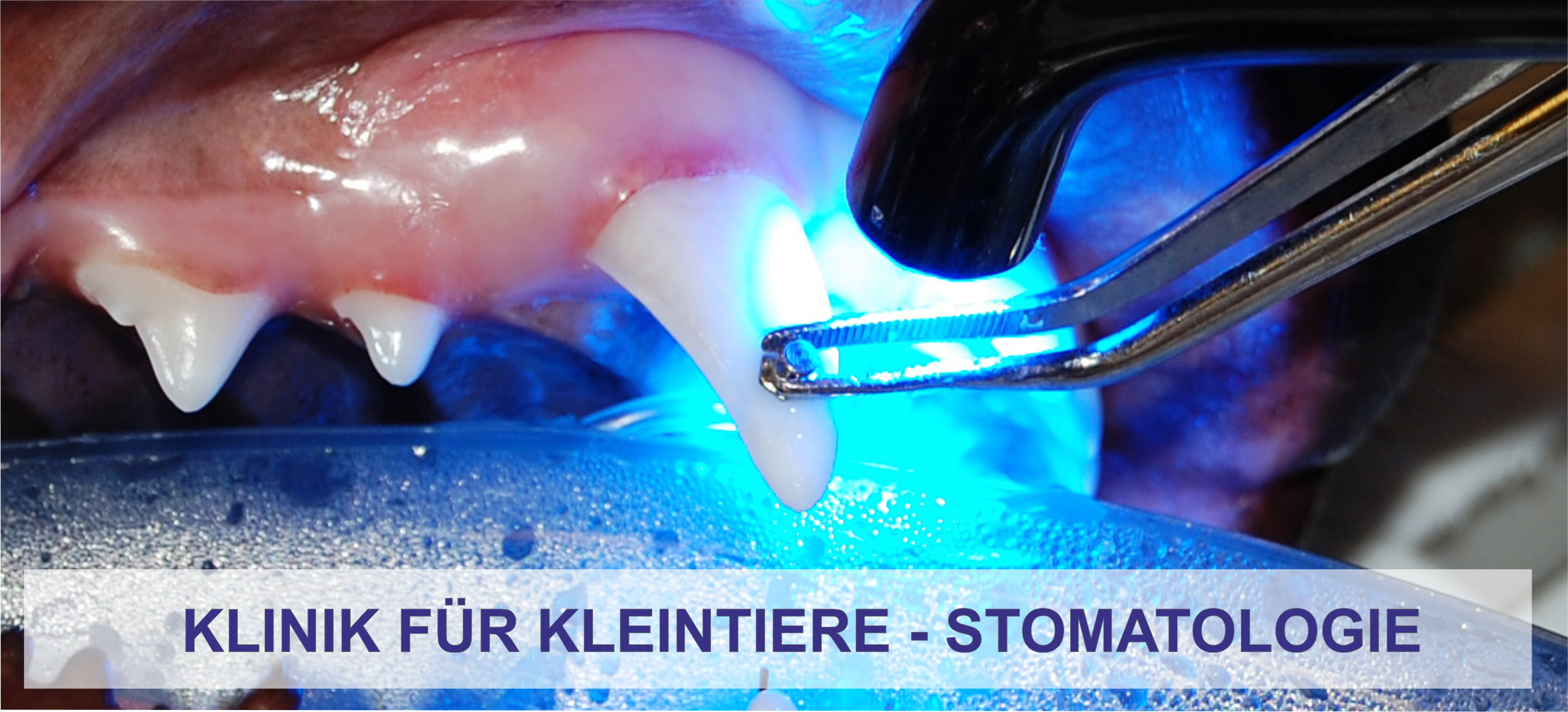 Stomatologie