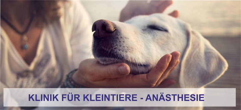Anästhesie der Klinik für Kleintiere