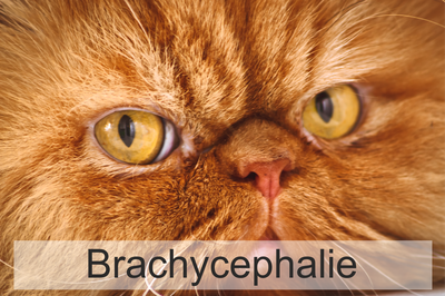 Brachycephalie