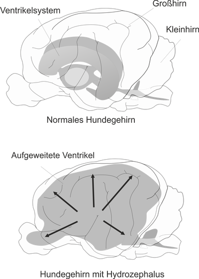 Hydrozephalus beim Hund