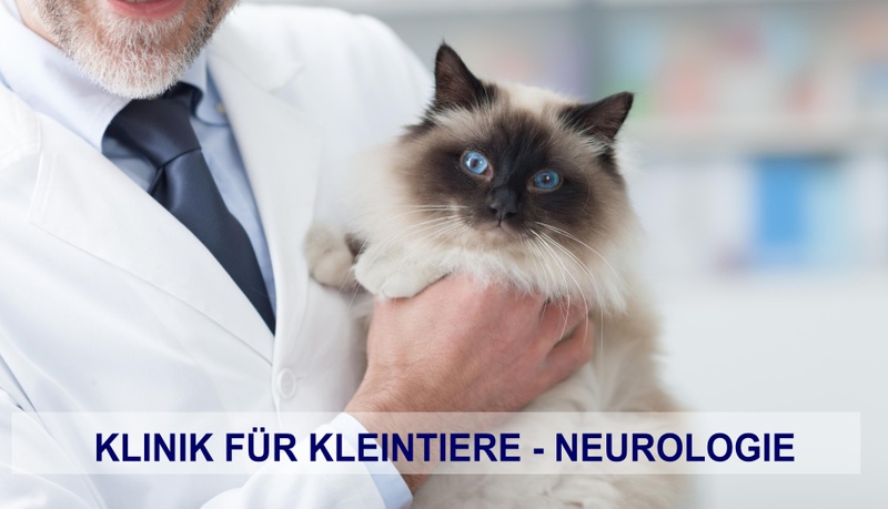 Neurocat.jpg