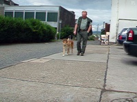 Abiotrophie bei Hund und Katze Video