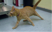 Abiotrophie bei Katze Abb1