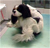 Die Chiari-ähnliche Malformation beim Cavalier King Charles Spaniel-abb-2